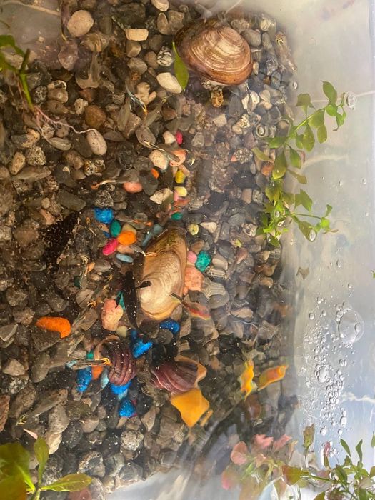 Продажа аквариумных рыб и растений