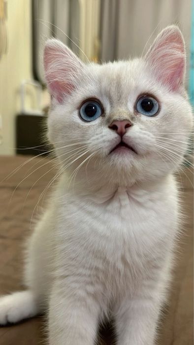 Британский шиншилла поинт котенок