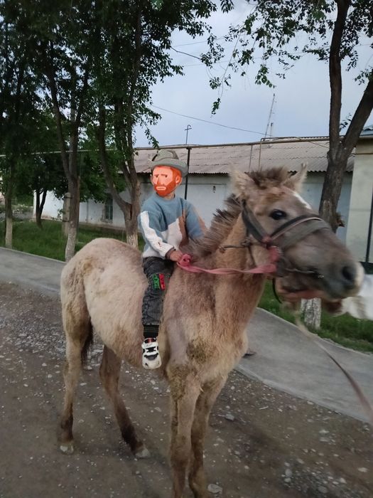 Бузаулы сиыр, кашар, тай