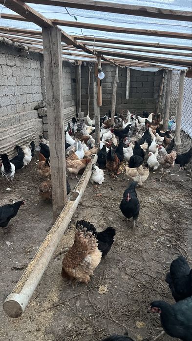 Тухум tuxum дамашни уйда боқилган тавуқлар тухуми бор