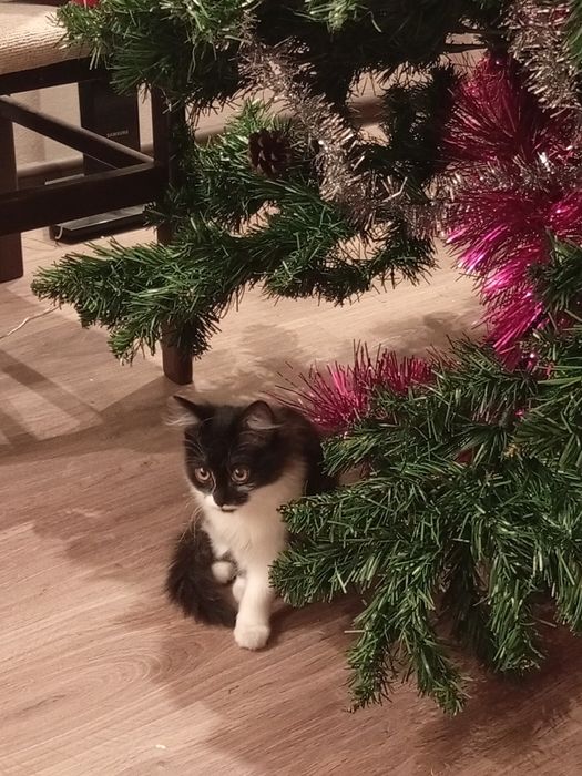 котенок- девочка 2 месяца