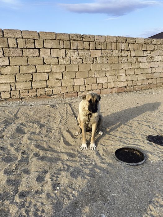 Алабай,қаншық 2 жас