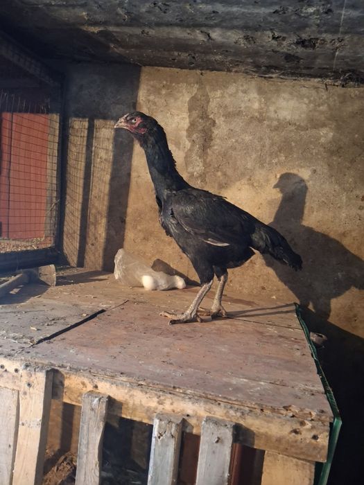 Продам даканок  срочно