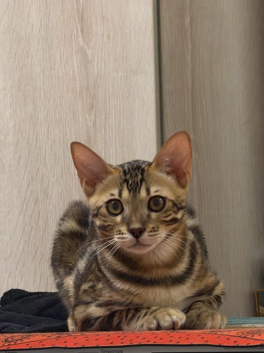 Котенок с родословной