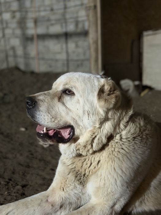 Төбет еркек молодой жас