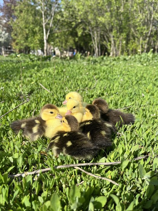Vand boboci de o saptamana