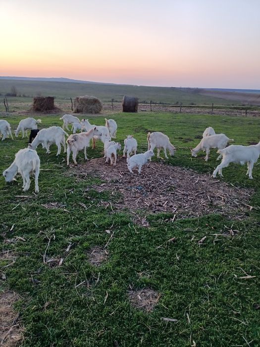 IEZI  și cirlani de vînzare ,capre cu lapte