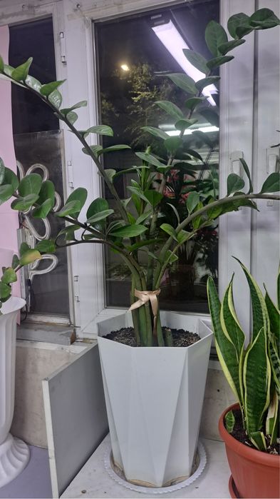 продам комнатные цветы