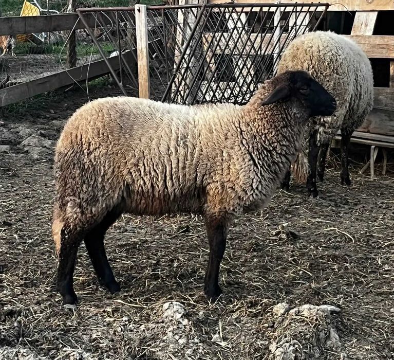 Vand berbec si mielute carabase de prasila