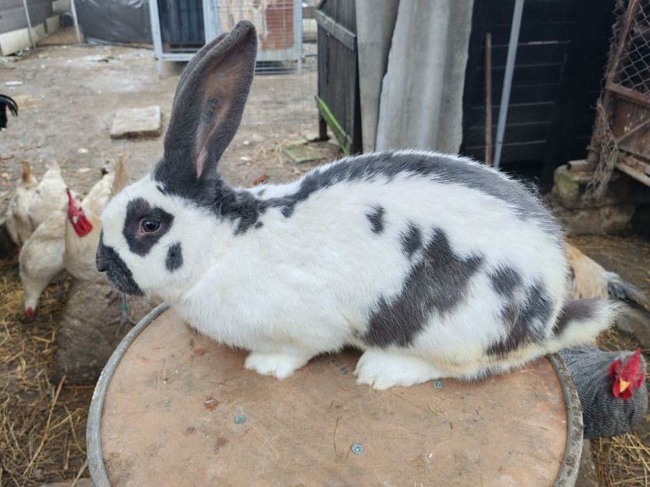 Mascul fluture pestriț pe albastru