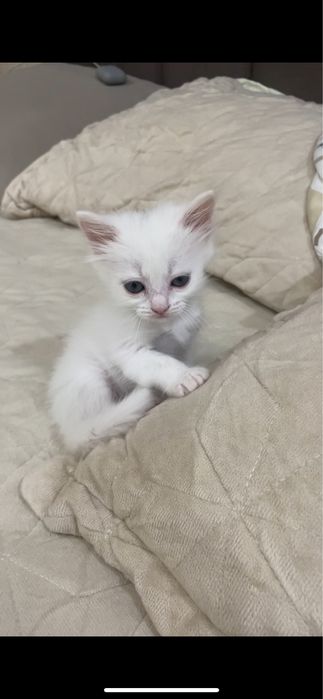 Котенок ищет заботливых хозяев