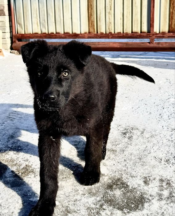 Щенок немецкой овчарки