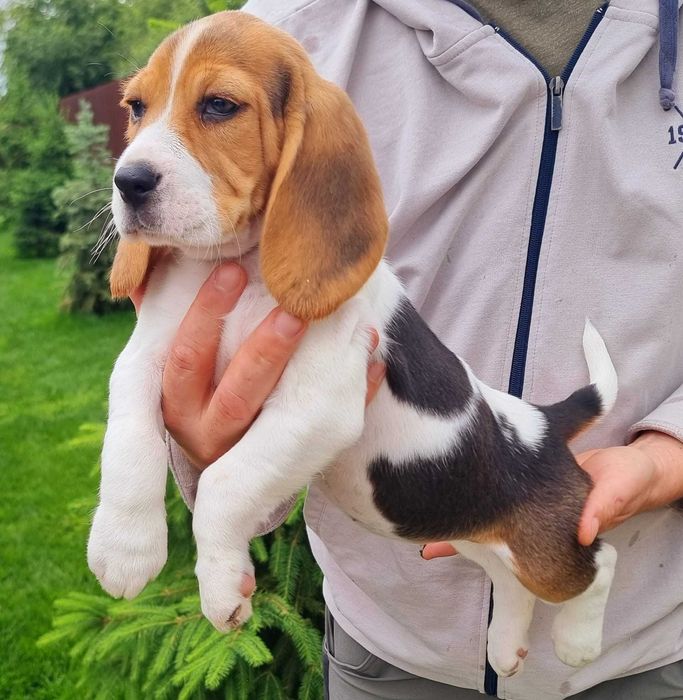 Pui Beagle Pedigree