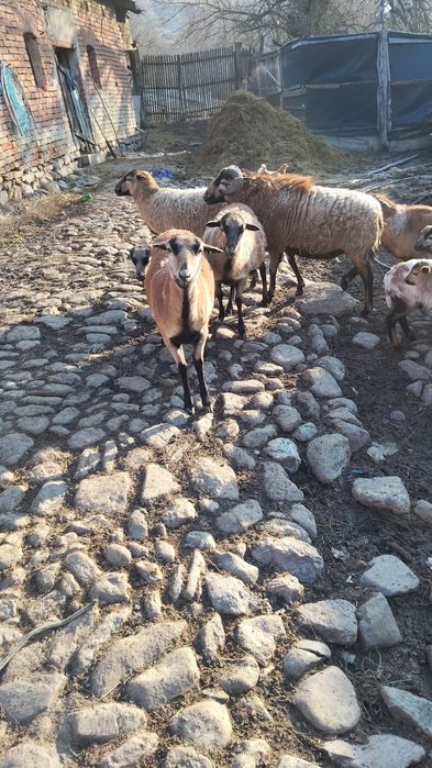 Berbec Camerun de vânzare