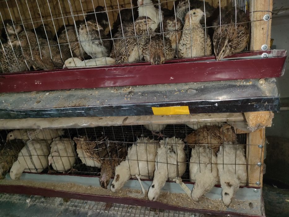 Бөдене. Перепелл