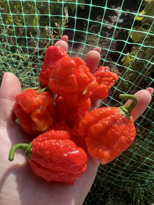 Продам перец Carolina Reaper Red