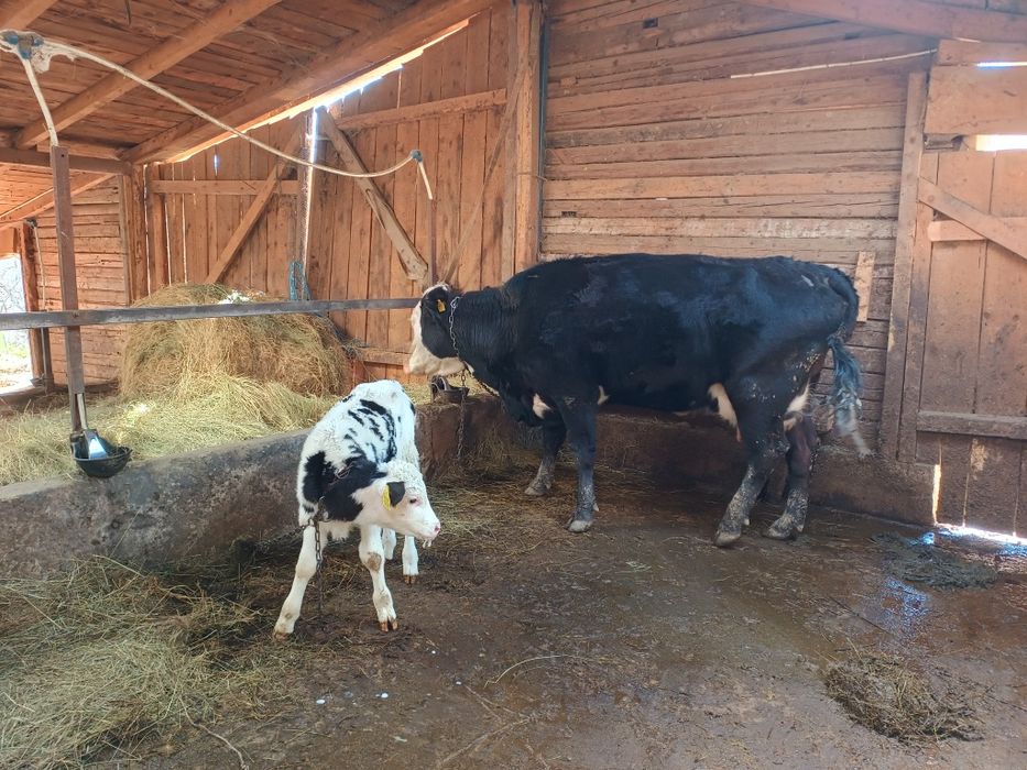 Vând vacă fătată