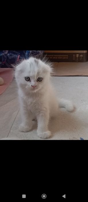 Продаю породистых котят вислоухая порода