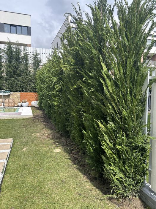 Leylandi plante sanatoase si rezistente la frig