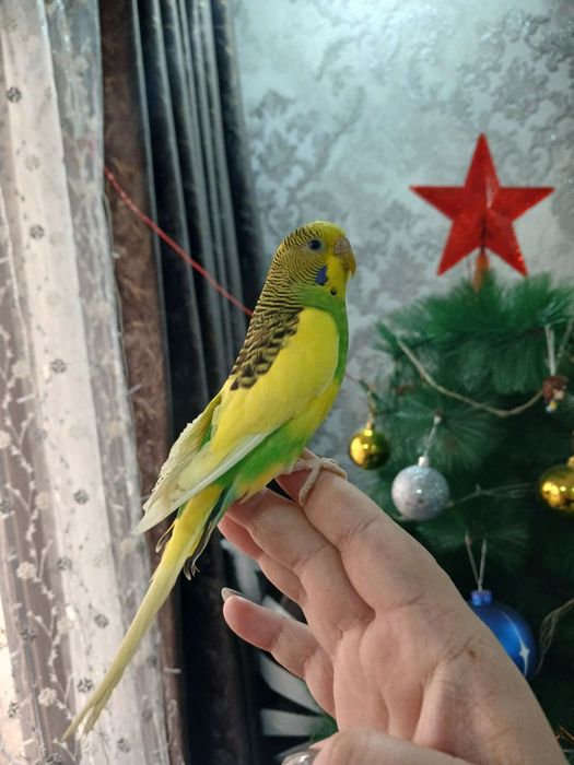 Волнистые попугаи