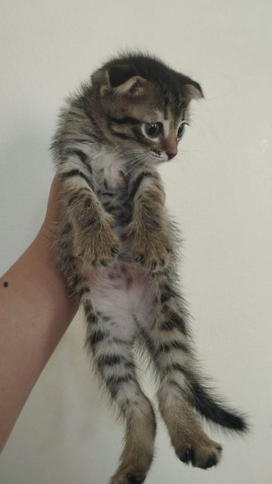 Вислоухий котёнок 1,5 мес мальчики