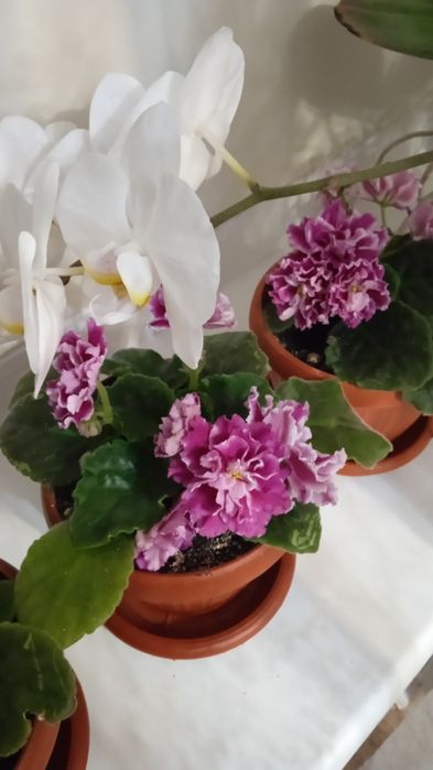 Фиалка сортовая(район Тулпар-Мечеть)