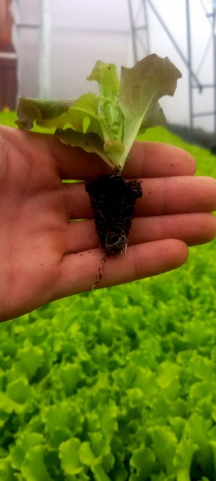 Разсад салата,лук,копър,магданоз