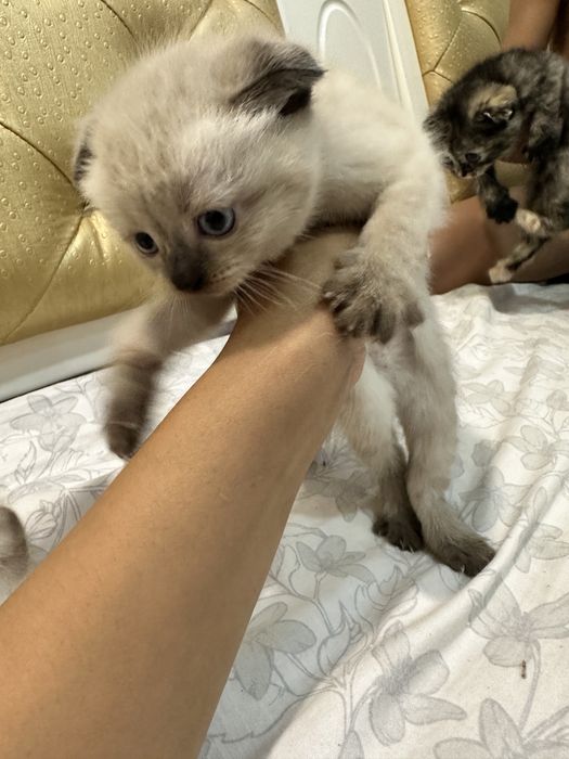 Котята вислоухие