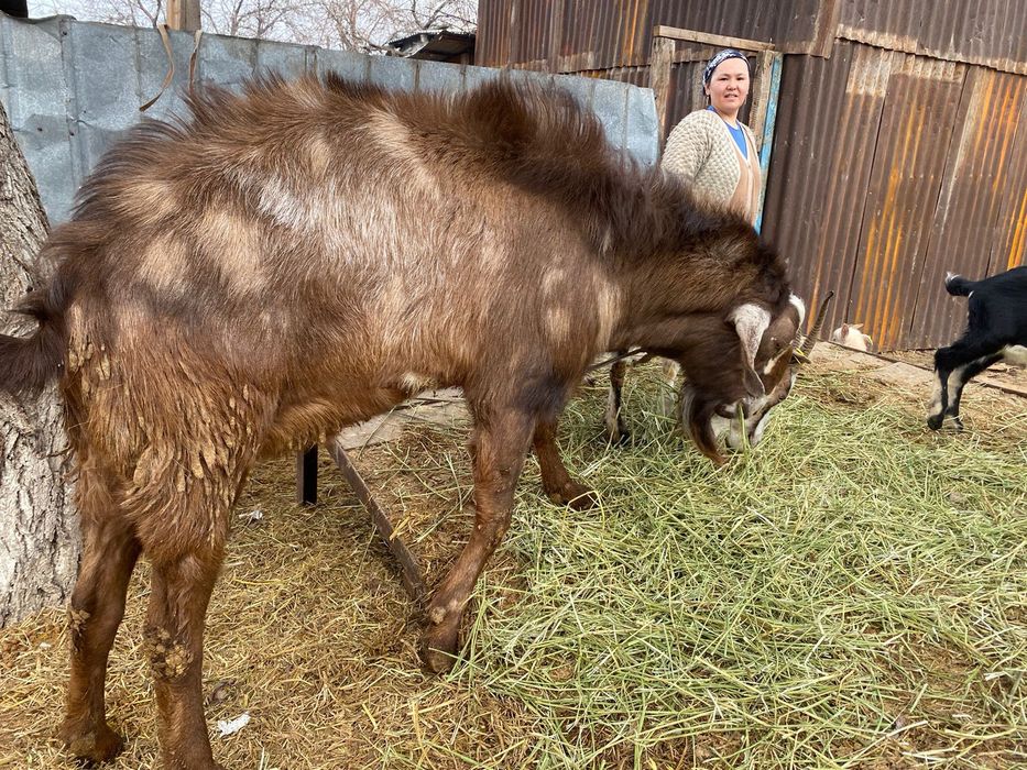 Ещкі , теке және лактар