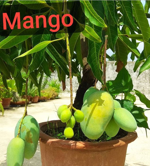 Banan kivi galubika avakado mango zaytun arbuts kadsura