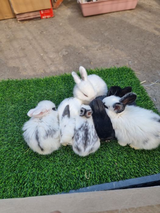 Quyon bolalari sotiladi soglom