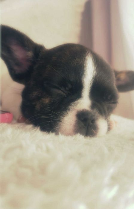 Френски Булдог Териер Мъжки