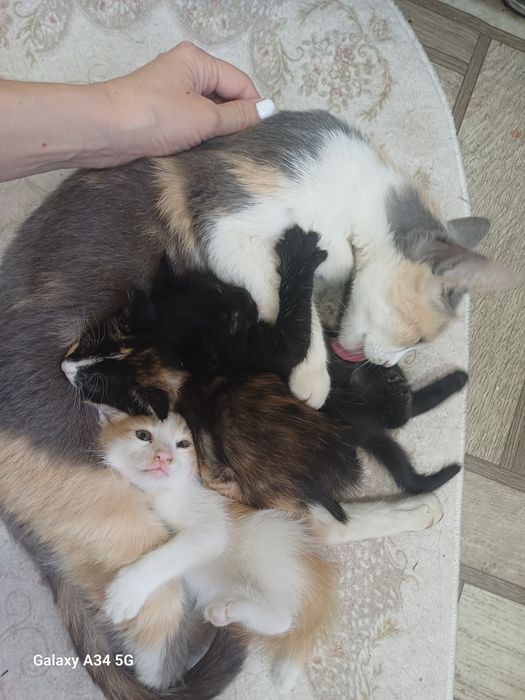 Отдам котят в добрые руки