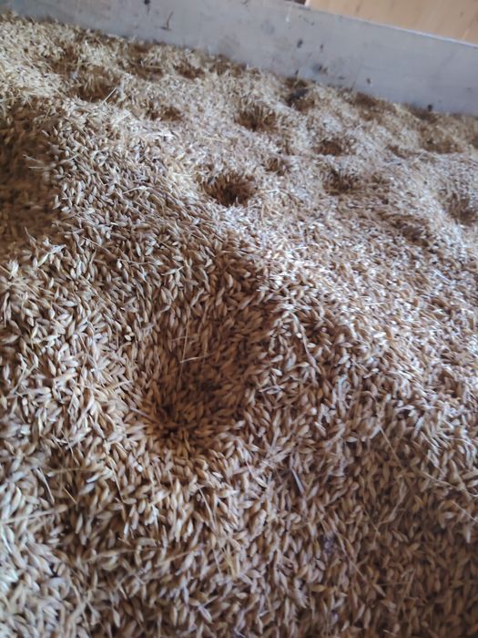 Orz  de Vanzare calitate