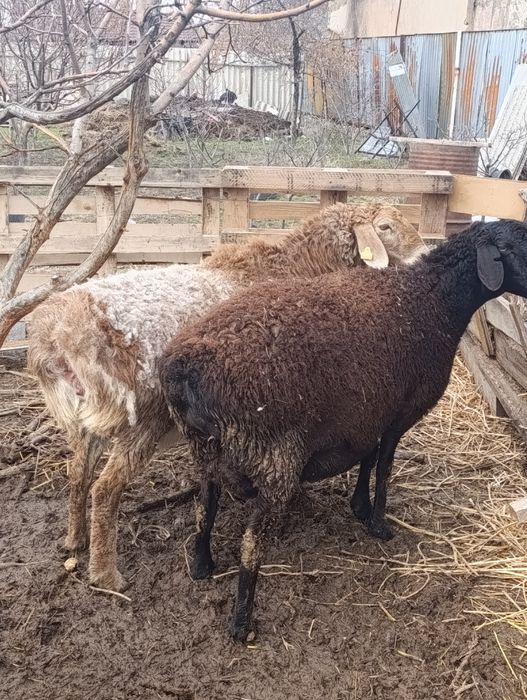 Матки гиссар арашан котные