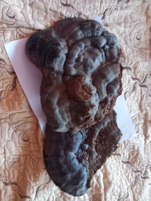 Ciuperci medicinale ganoderma aplanatum