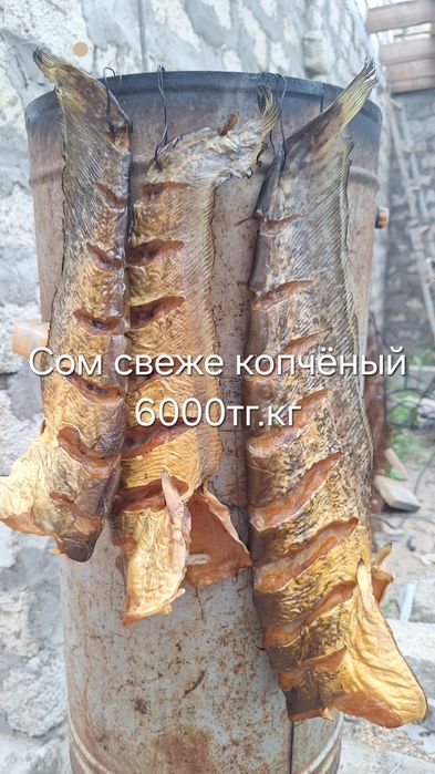 Сом копчёный ...