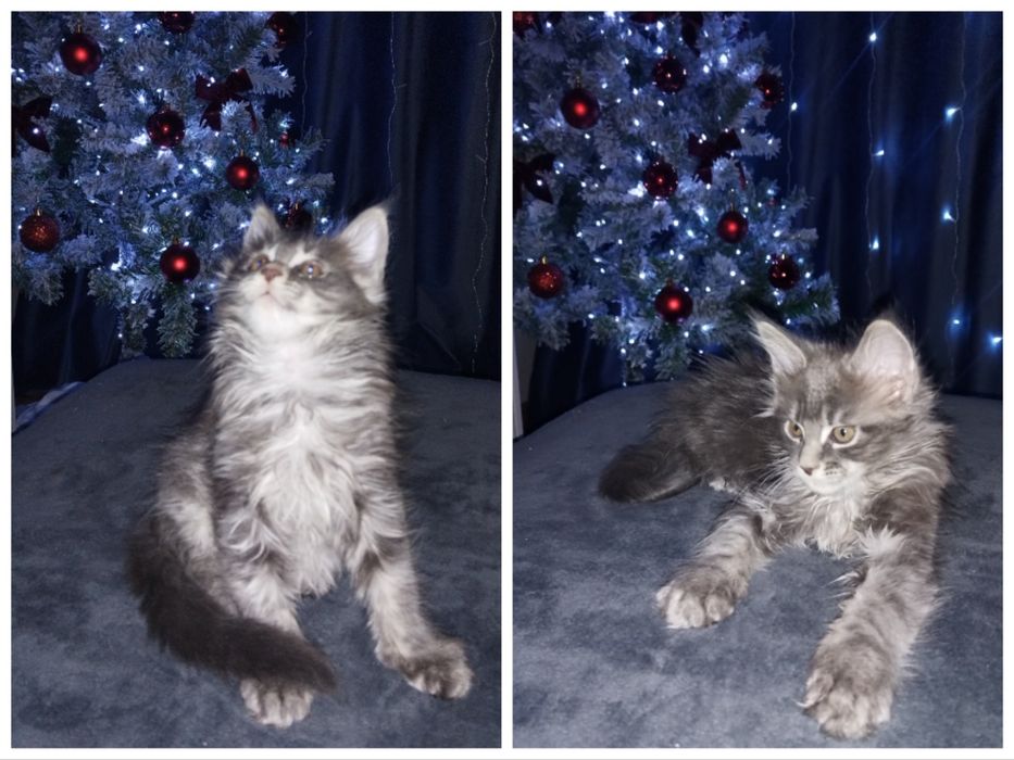 Котёнок Мейн-кун