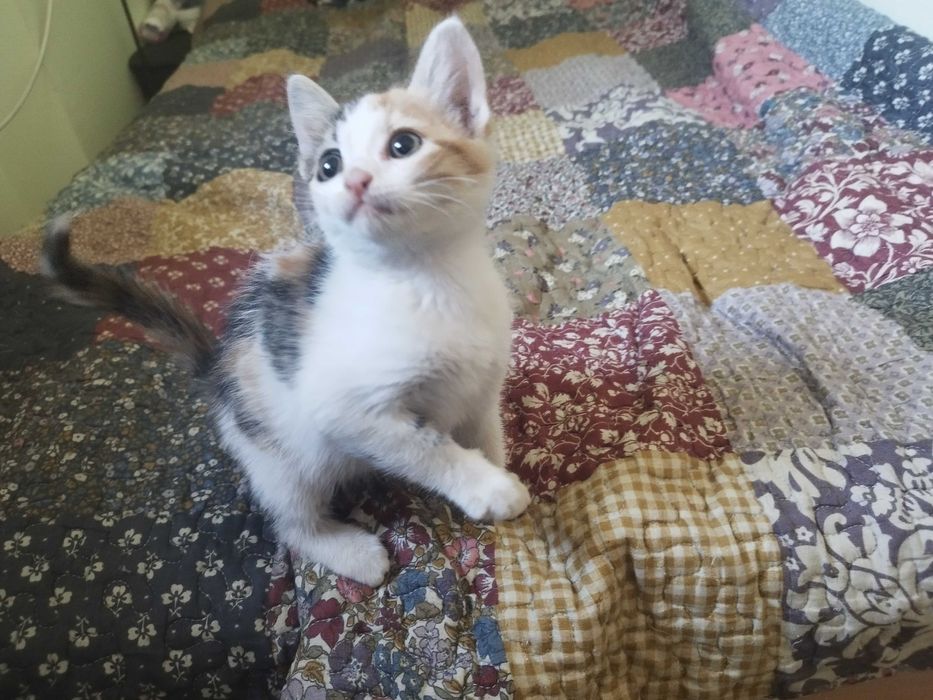 Подарявам котета