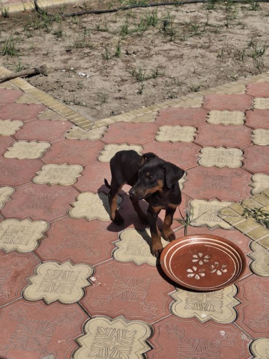 Sotiladi: 2 oylik Doberman kuchugi