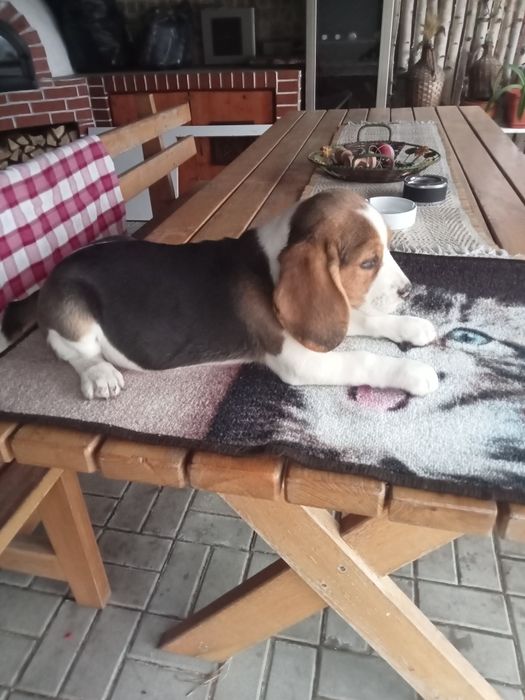 Disponibil mieluță de rasă