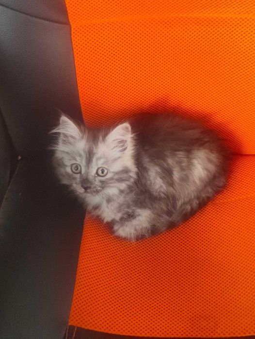 Котёнок девочка 2 месяца.