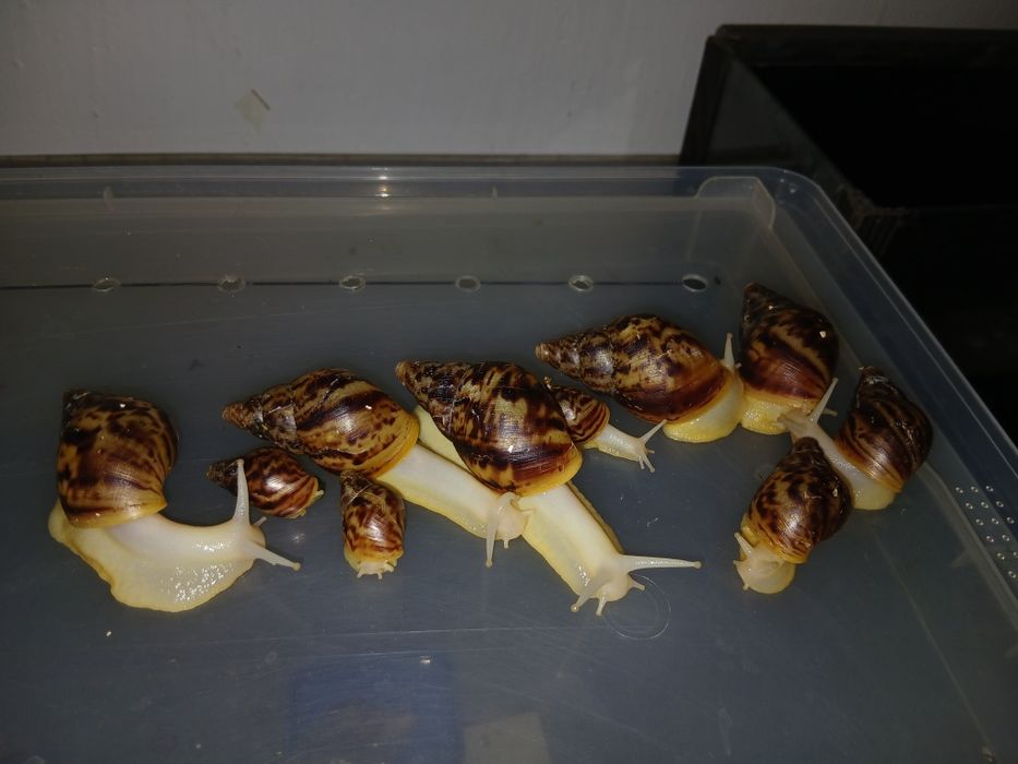 Аквариумистка животные