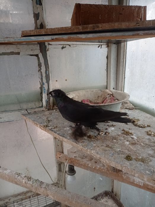 Голуби самка молодежь