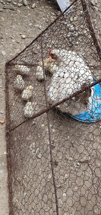 Vând ouă de găină, Bio