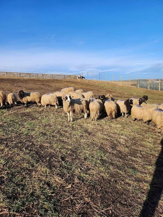 Vând 180 oi cu lapte – Bâle și Breze – 850 lei/buc