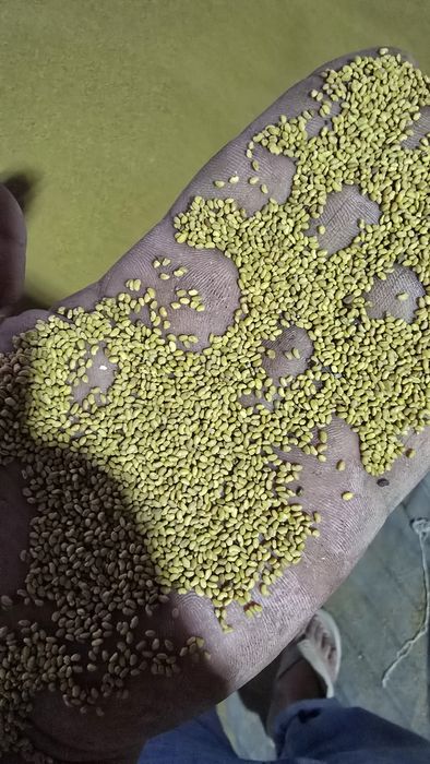 Beda,gazon,sudanka,esparset.