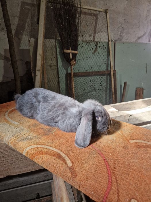 Mascul berbec german