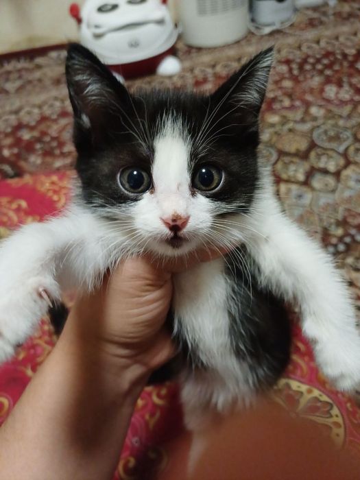 Parodali va bez paroda mushuk va mushukchalar