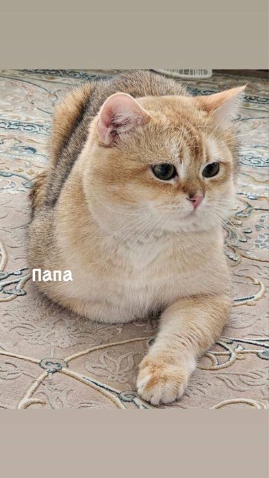 Продаются очаровательные котята по доступной цене
